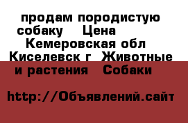  продам породистую собаку  › Цена ­ 2 000 - Кемеровская обл., Киселевск г. Животные и растения » Собаки   